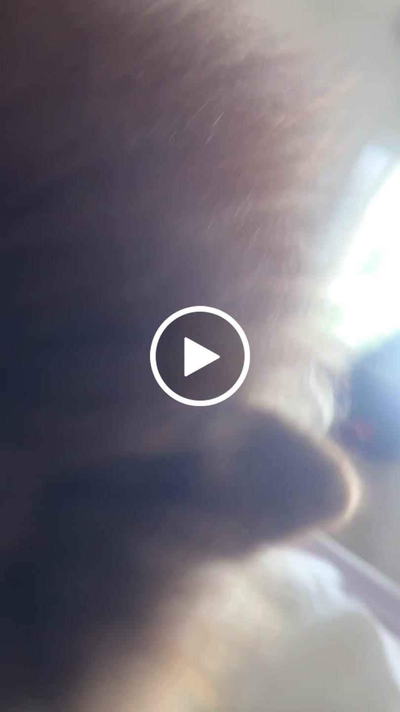 Customer video review of LittyBag - La Prima Sabbietta Naturale a Clumping Superficiale