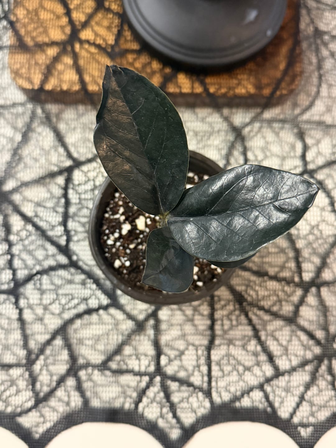 Customer photo review of Raven ZZ plant | Indoor Live Zamioculcas Zamiifolia Raven Plant | Rare Indoor Plant | Zansibar gem | Black ZZ Plant