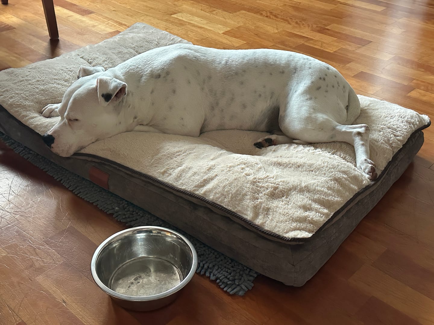 Customer photo review of Orthopädisches Hundekissen "Easy"
