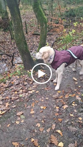Customer video review of 3-in-1 Dog Coat
