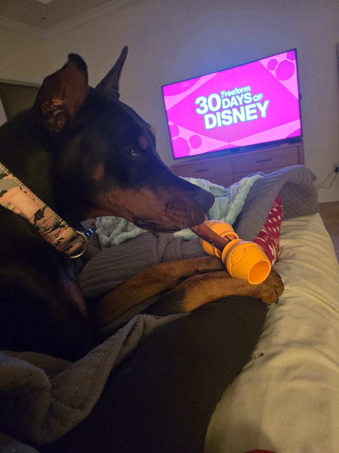 Customer photo review of 12 Inch Jumbo Bully Sticks