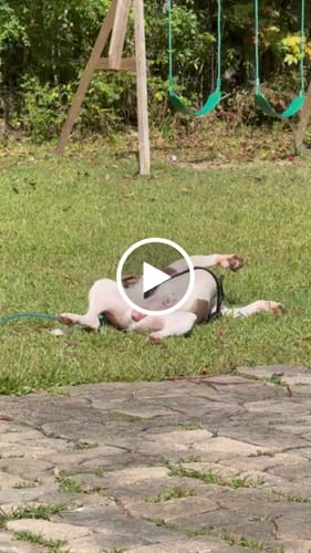 Customer video review of Classic Heavy-Duty Tactical No-Pull Team K9™ Dog Harness With Front & Back D-Rings, Quick-Release Metal-Buckles, Hook & Loop Panels, & Top Handle