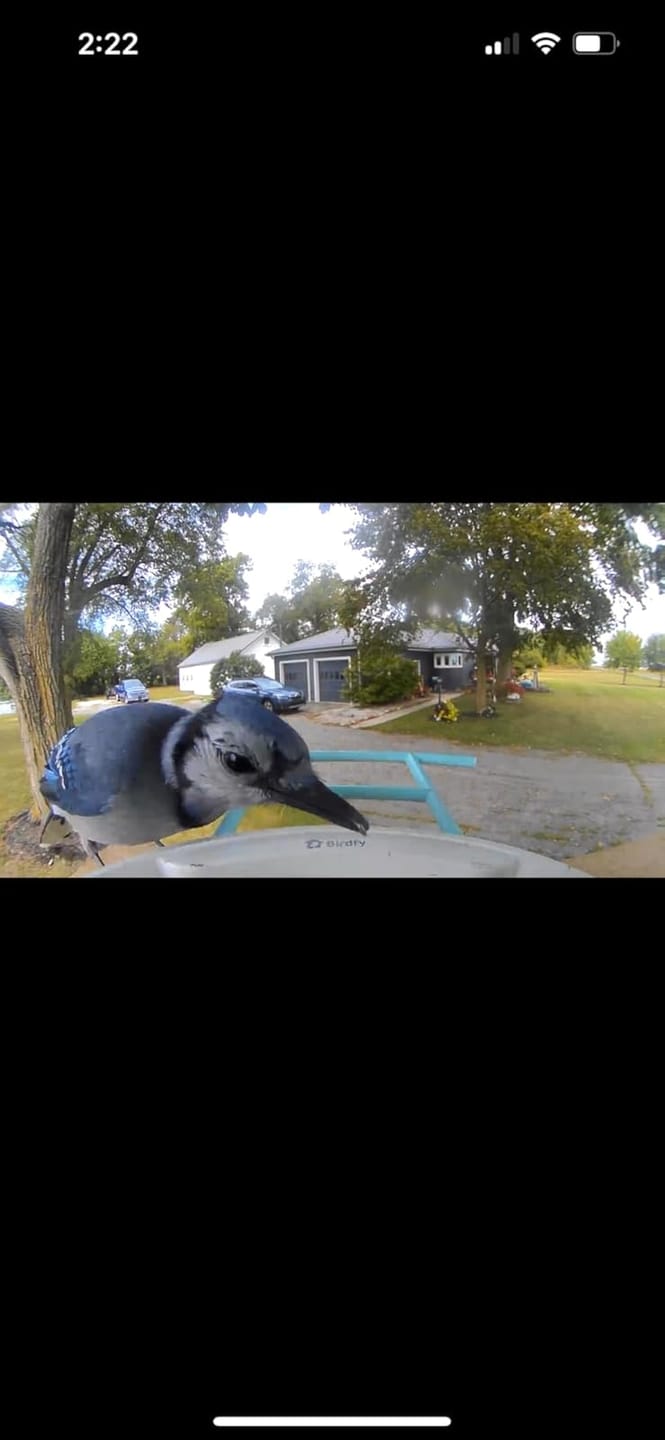 Customer photo review of Birdfy Feeder with Solar Panel - Solar-Powered Smart Bird Feeder with Camera