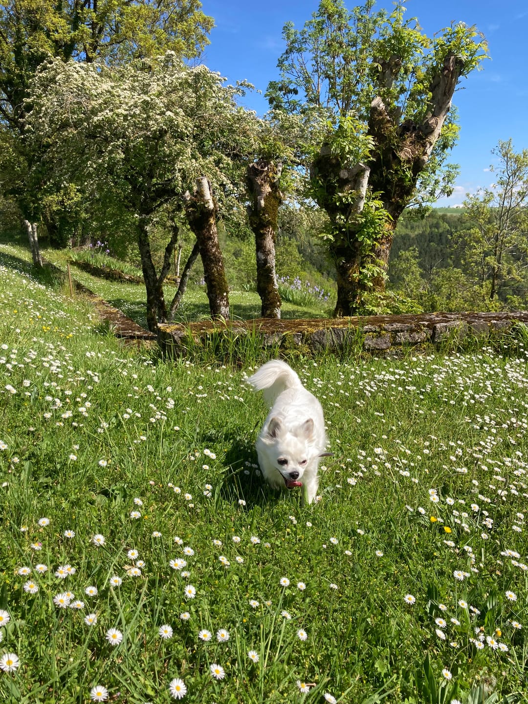 Customer photo review of Croquettes Poulet & Citrouille - Chien Petite Race