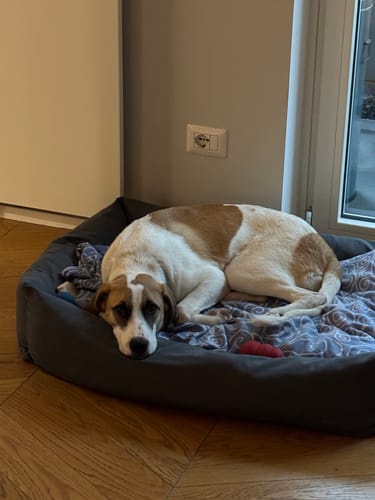 Customer photo review of Divanetto Cotone Siena Grigio Scuro