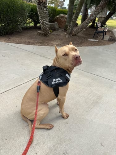 Customer photo review of Black Friday Walking Set
