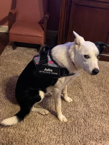 Customer photo review of Black Friday Walking Set