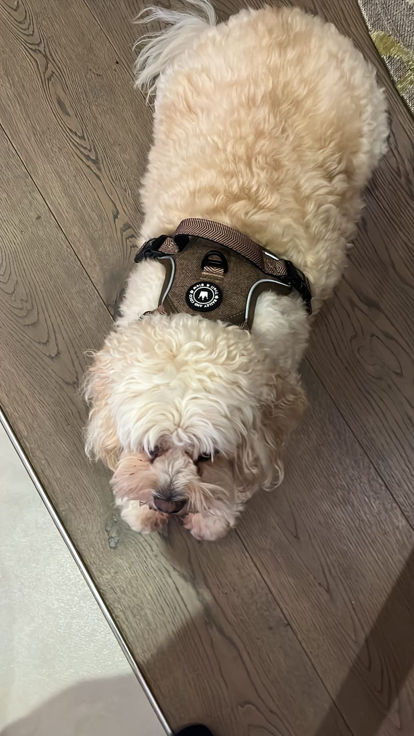 Customer photo review of Trail & Glow Tweed Dog Harness - Oxford Tweed