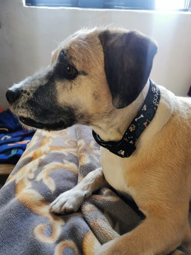 Customer photo review of Collar personalizado para Mascota: Huellitas