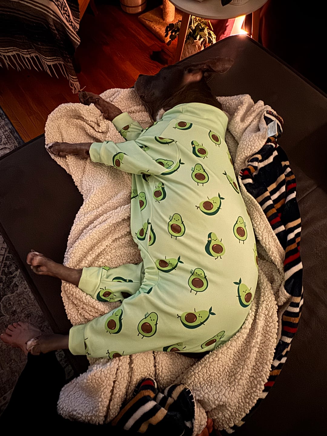 Customer photo review of Dog Pajama - Avocado