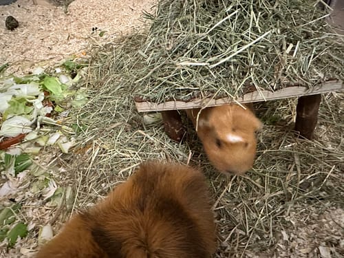 Customer photo review of 🟣 Snack Balls Seeds Flower – natürliche Verwöhnsnacks für Meerschweinchen