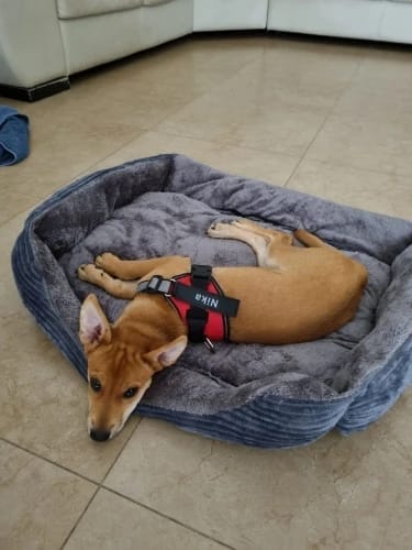 Customer photo review of Black Friday Walking Set
