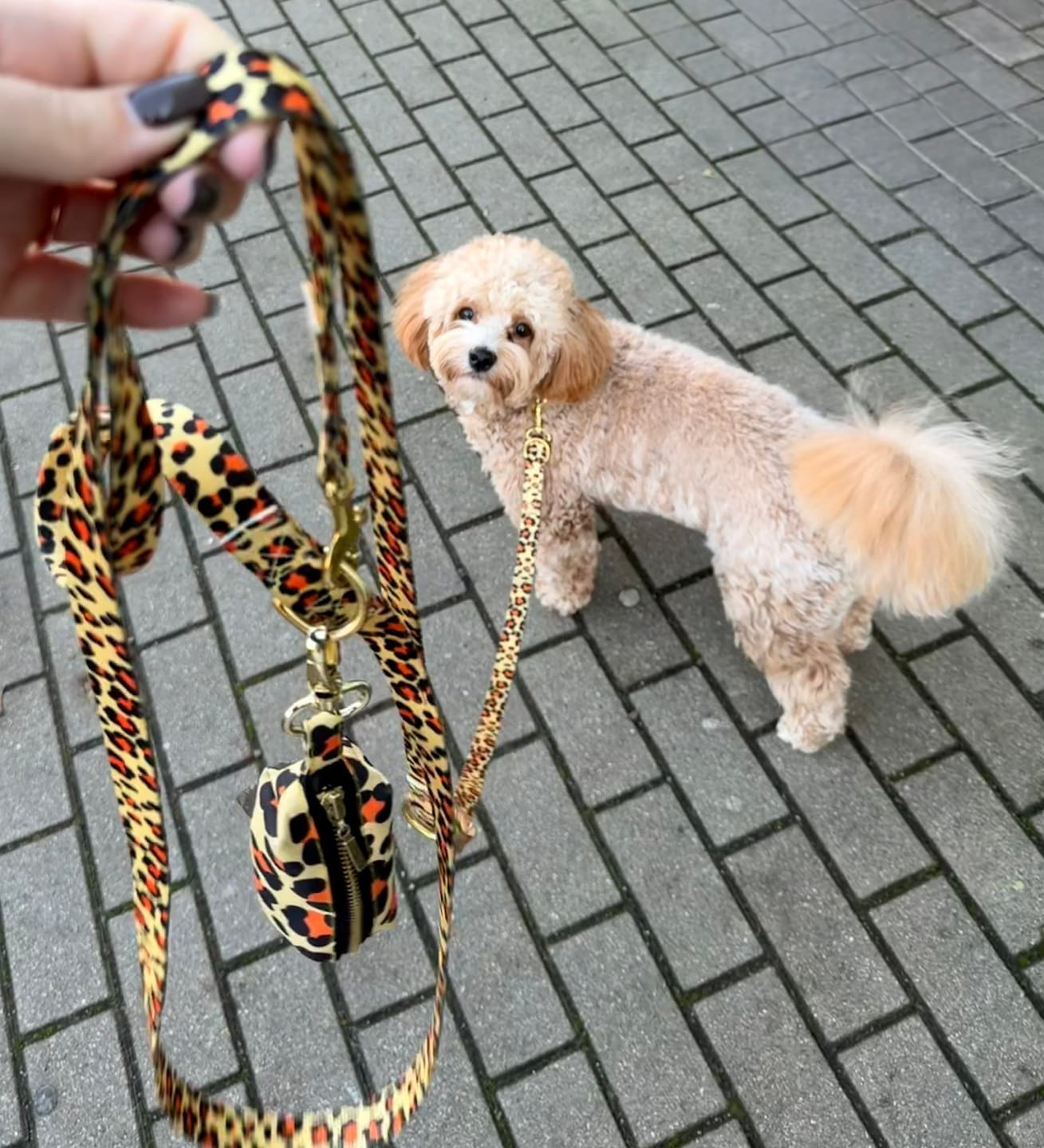 Customer photo review of Smycz przepinana "Leo" - złote okucia