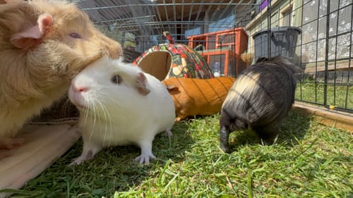 Customer photo review of Timothy Hay Box 'Coarse Cut'