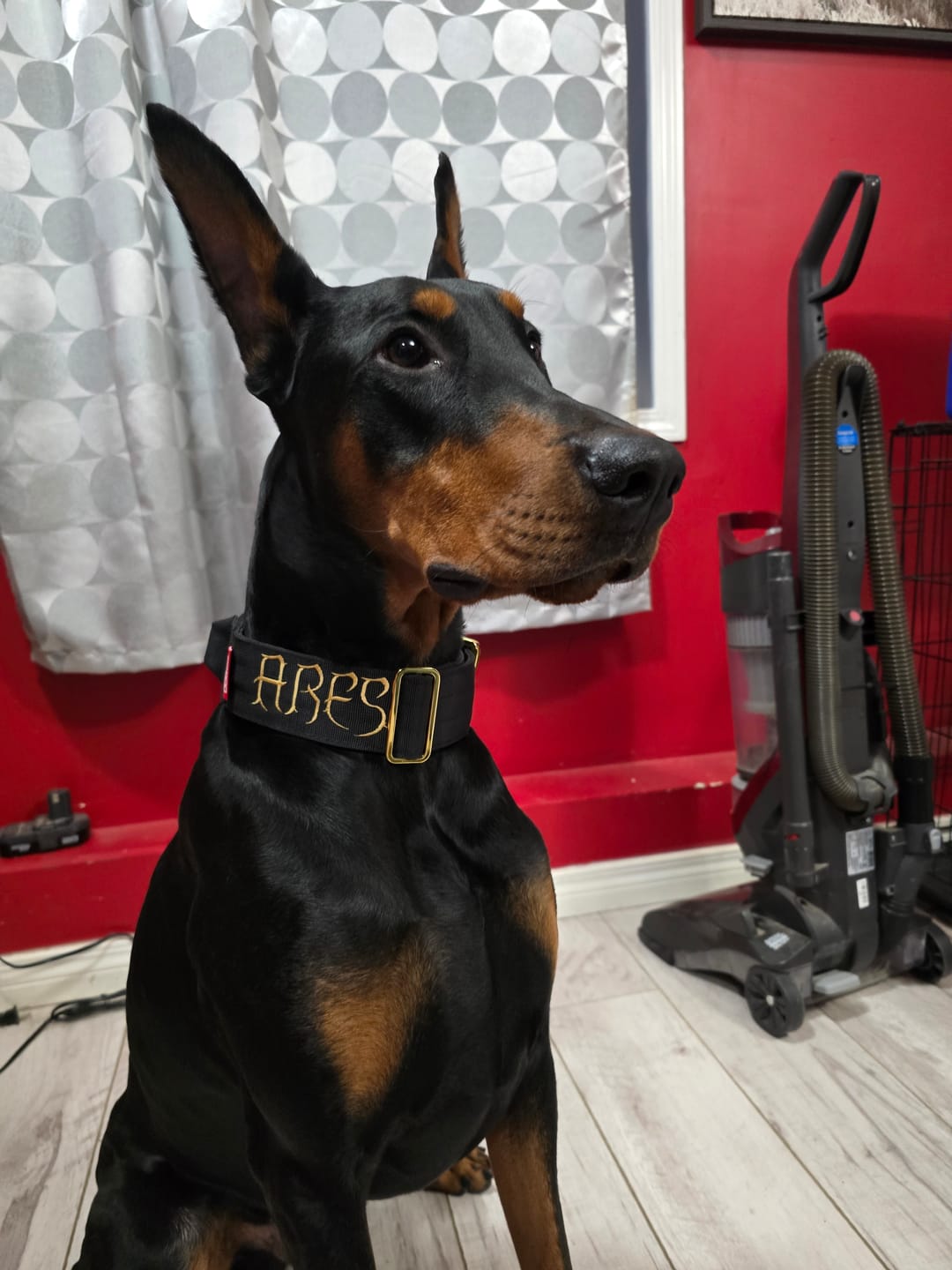 Customer photo review of 2" Tacti Luxe Dog Collar - Gold Noir