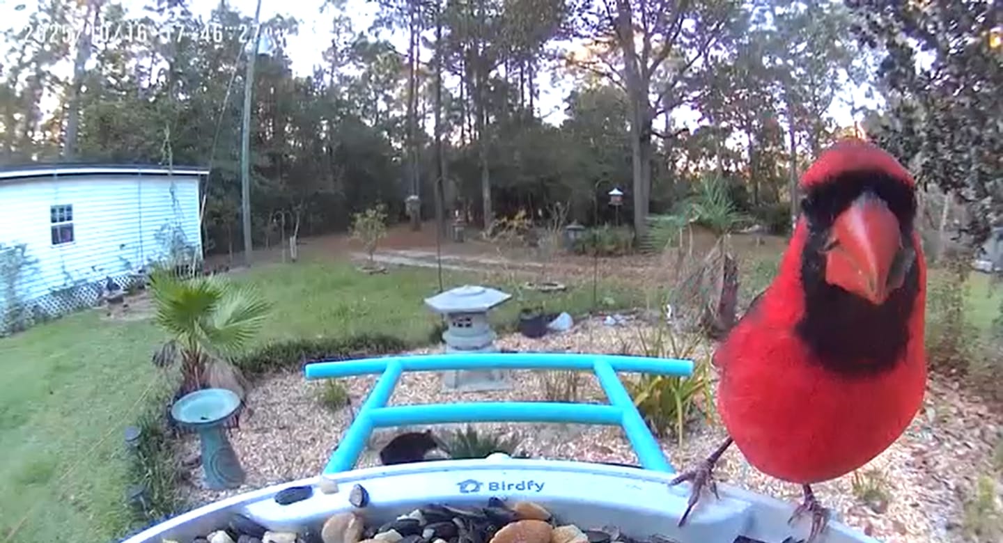 Customer photo review of Birdfy Feeder with Solar Panel - Solar-Powered Smart Bird Feeder with Camera