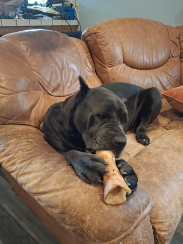 Customer photo review of Smoked Beef Marrow Bone