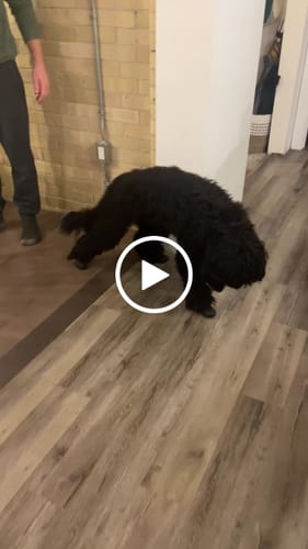 Customer video review of WagWellies® by wagwear