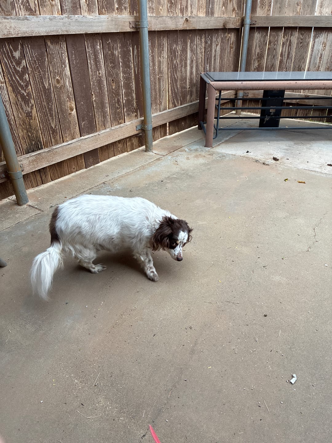 Customer photo review of Dog UTI & Kidney Support Remedy
