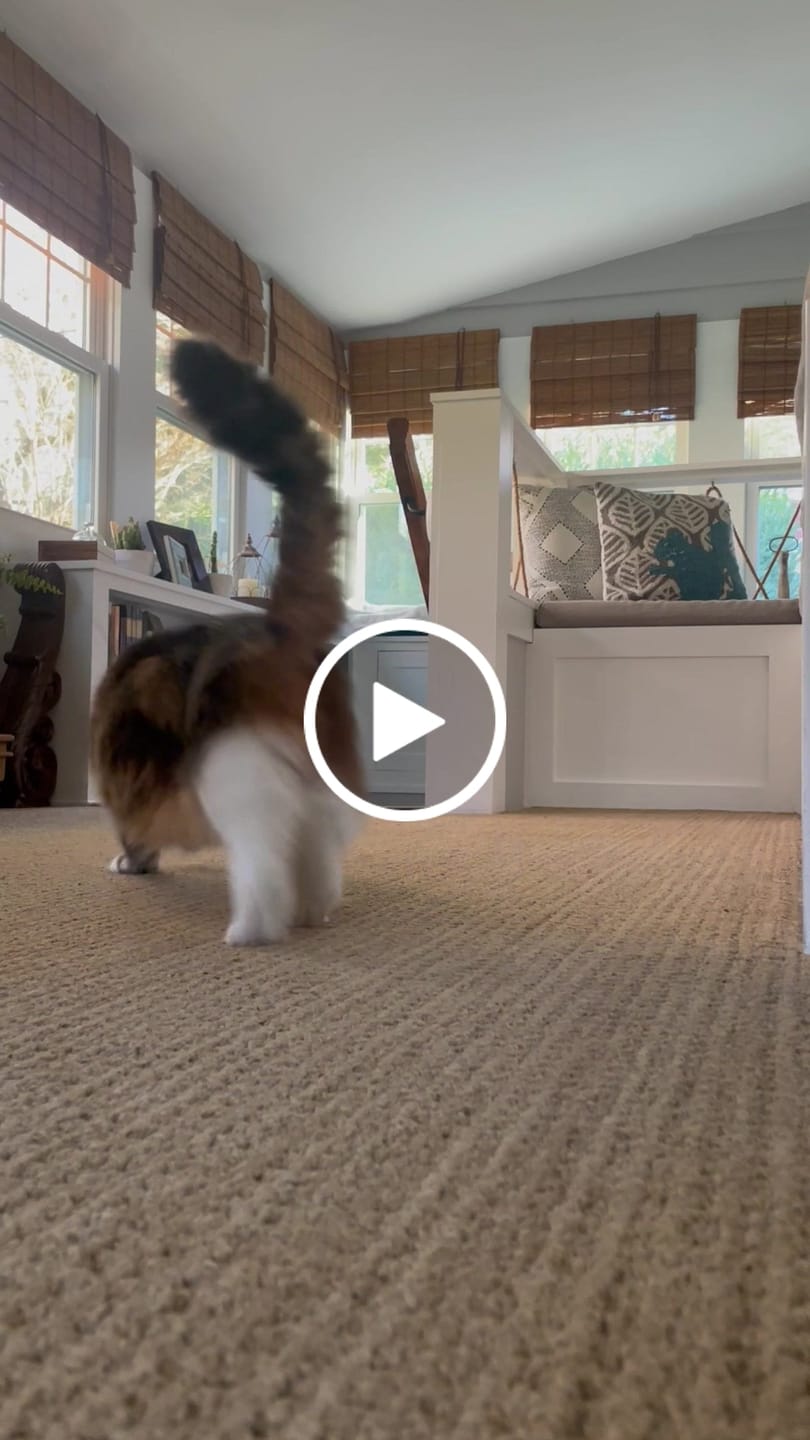Customer video review of Interactive Bird Simulation Cat Toy Set | Leo's Paw