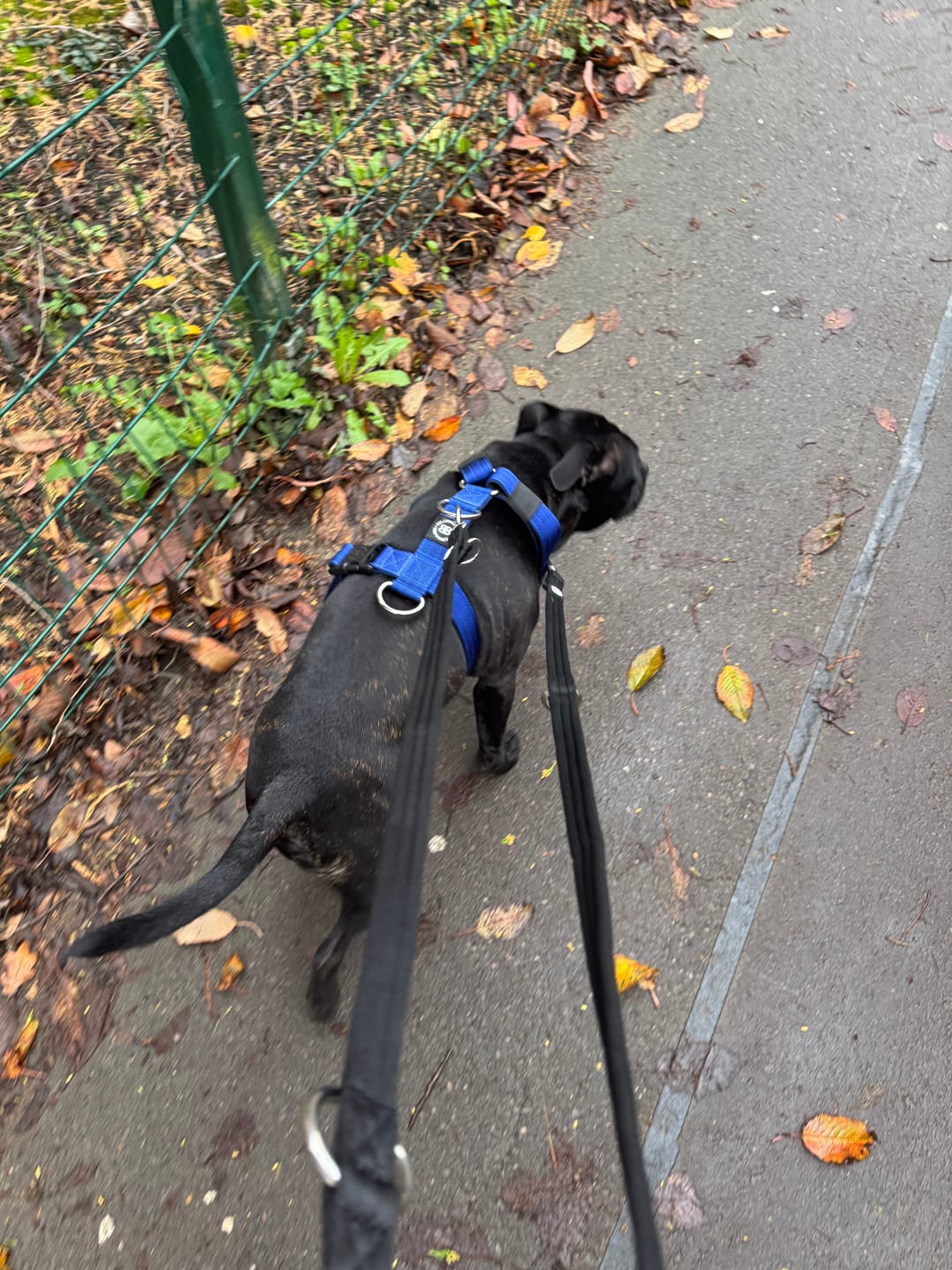 Customer photo review of Training Double Ended Dog Lead | 2m Length -  Black