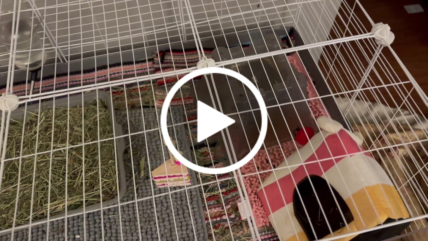 Customer video review of 4x2 C&C Guinea Pig Cage with Stand