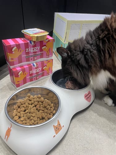 Avis photo d'un client sur Pâtée de Noël Chat Sans Céréales - Dinde
