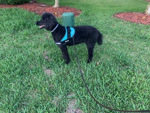 Customer photo review of Black Friday Walking Set