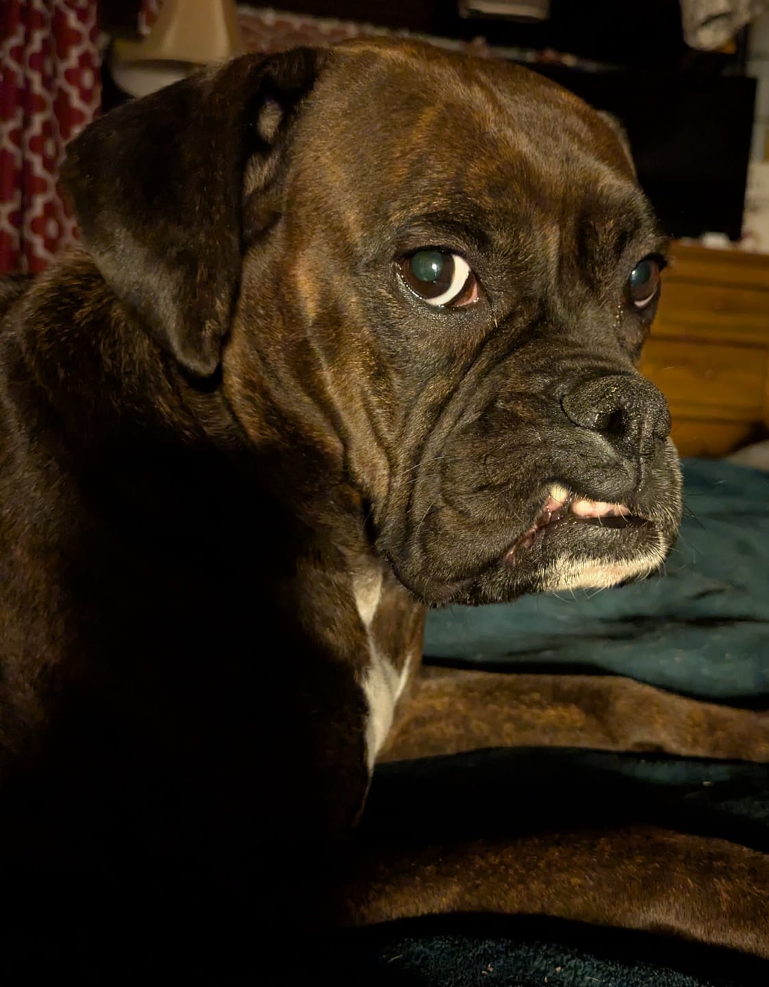 Customer photo review of Chicken Hearts Treats