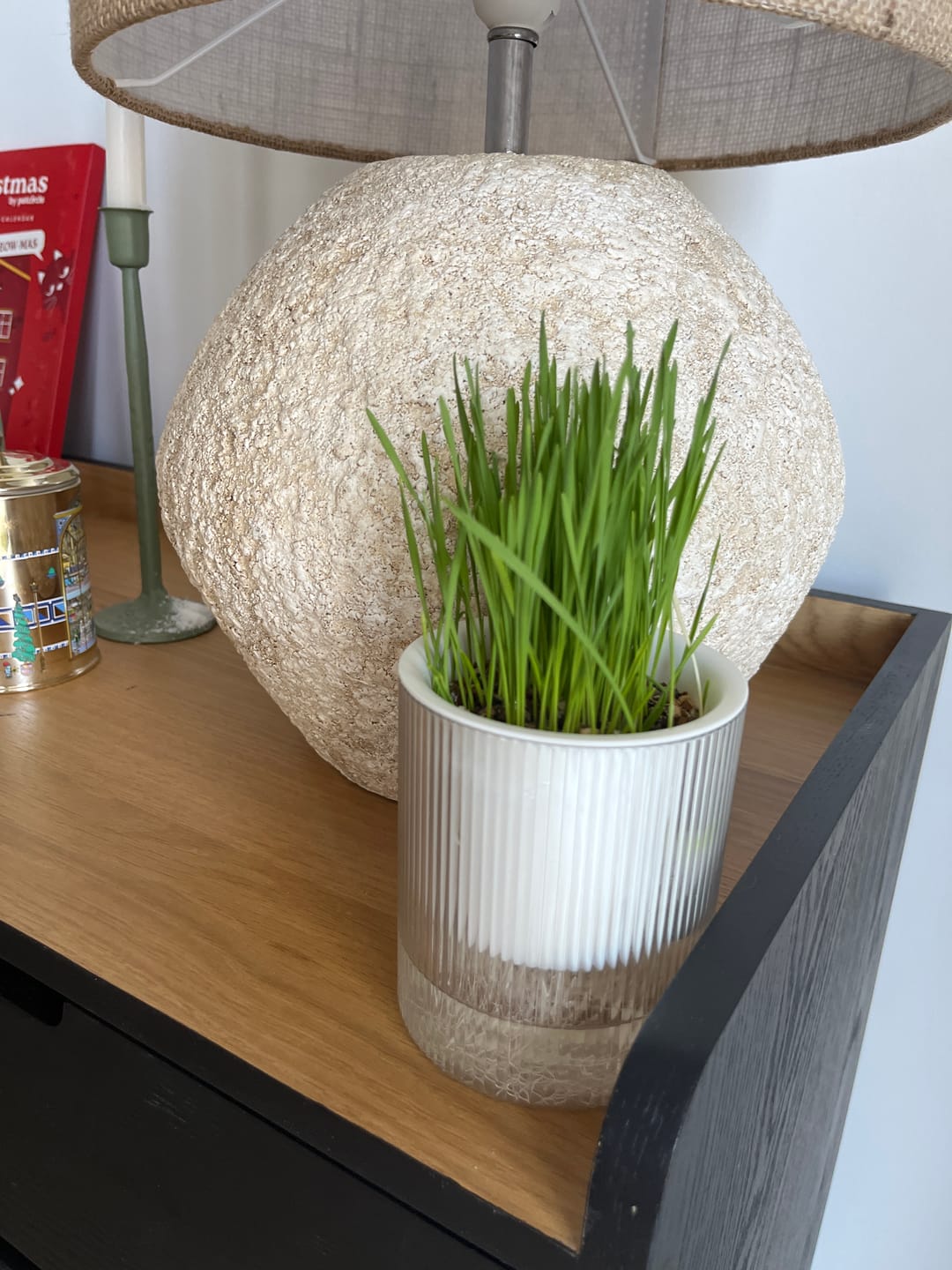 Customer photo review of MICHU All-in-One Soil-Free Cat Grass Grow Kit with Australian Seed and Mulch, Made in Australia