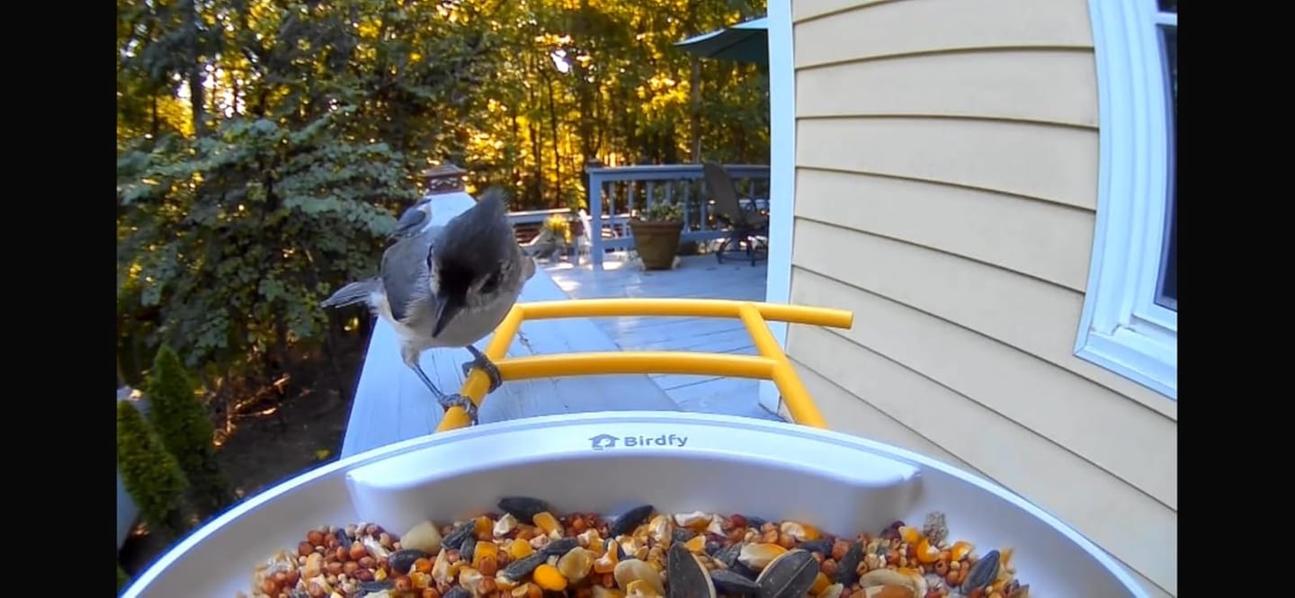 Customer photo review of Birdfy Feeder with Solar Panel - Solar-Powered Smart Bird Feeder with Camera