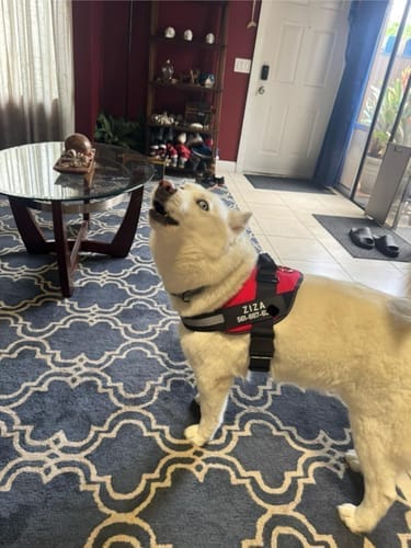 Customer photo review of Black Friday Walking Set