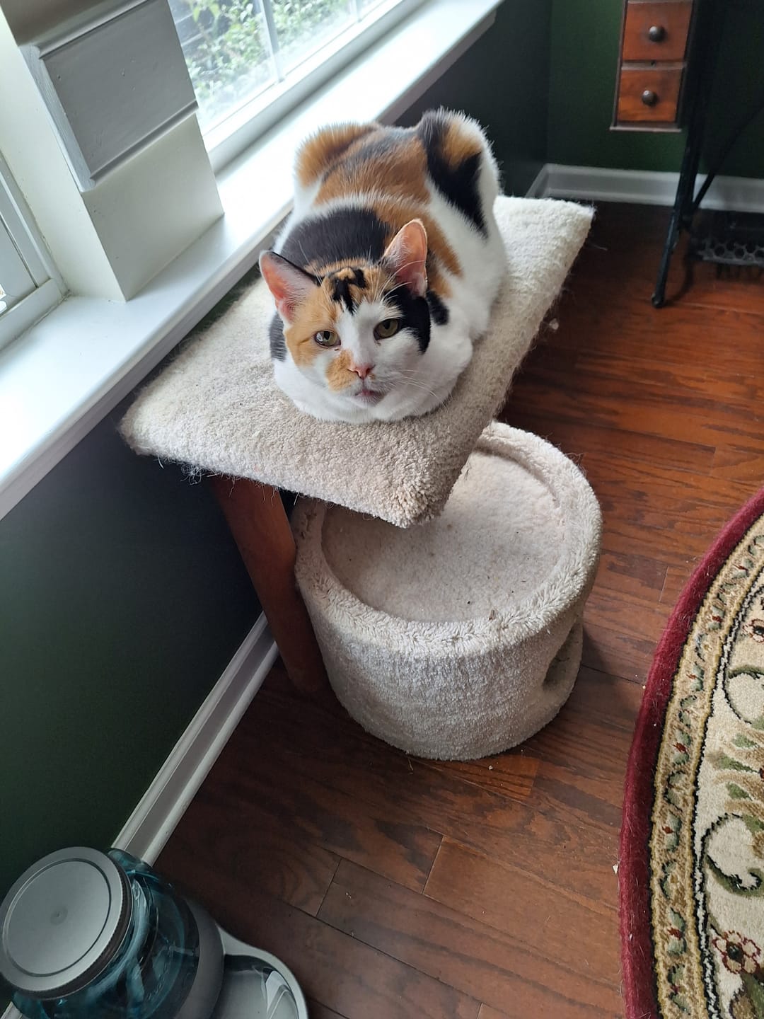 Customer photo review of ELS PET Mixed Cat Litter