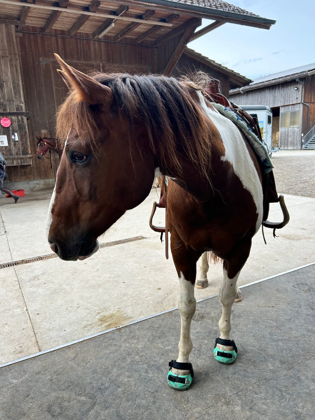 Customer photo review of Renegade® Viper Glow™ Hoof Boot - Caribbean Dream