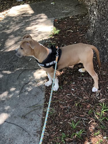 Customer photo review of Black Friday Walking Set
