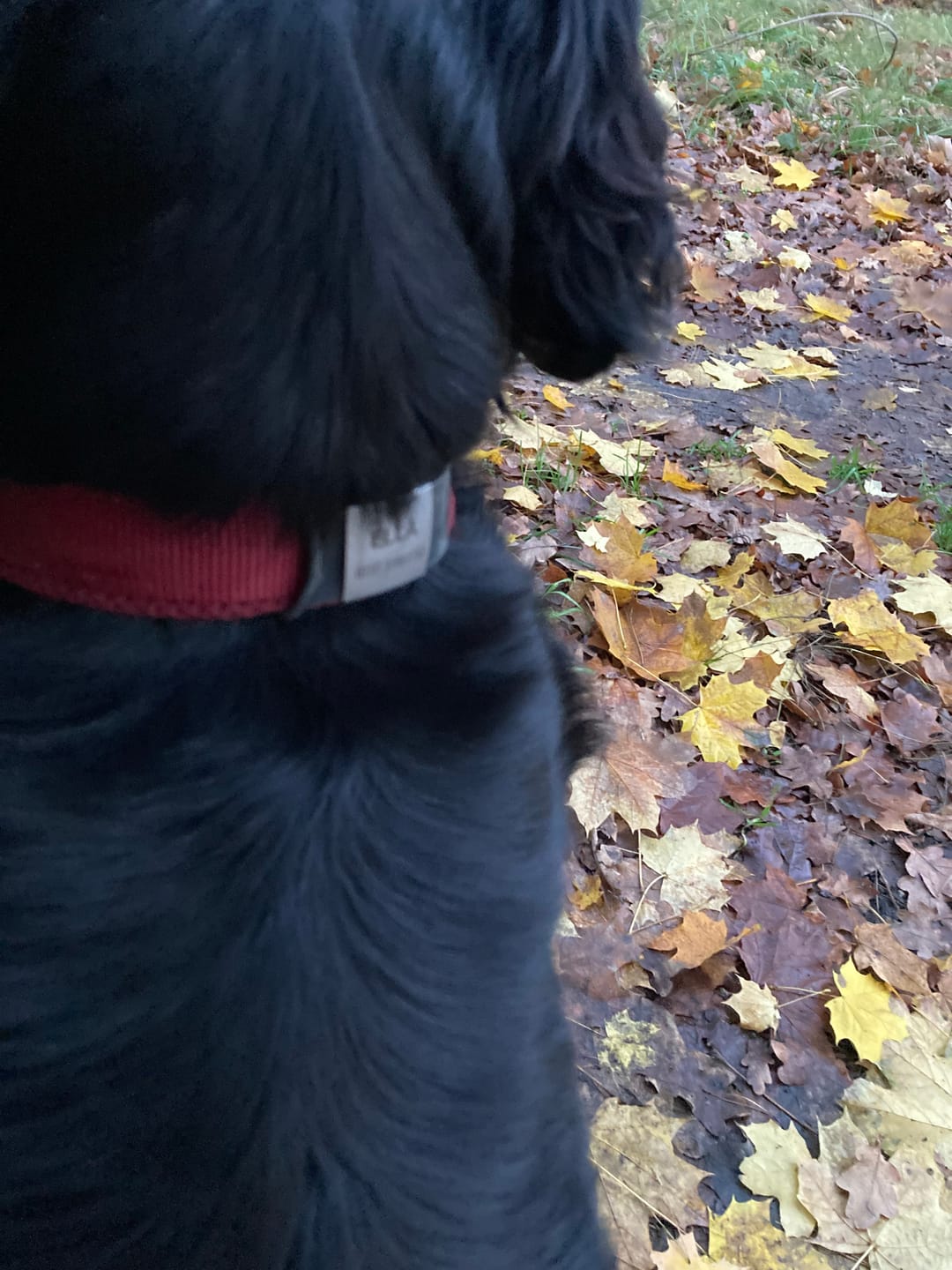 Customer photo review of Klapperfreie Hundemarke Silikonslider mit Edelstahl-Schild für Halsbänder inkl. GRATIS Gravur