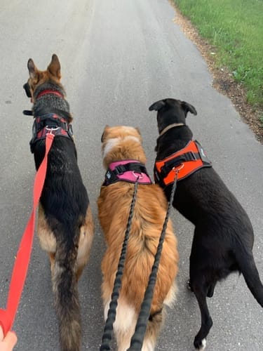 Customer photo review of Black Friday Walking Set