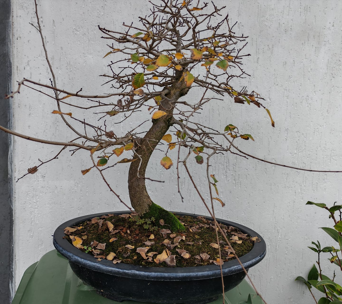Customer photo review of FALL CB® (Autunno e Inverno)