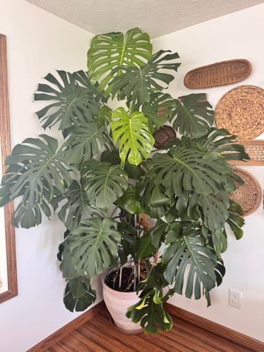 Della K. review of Plant Food image 1 out of 2