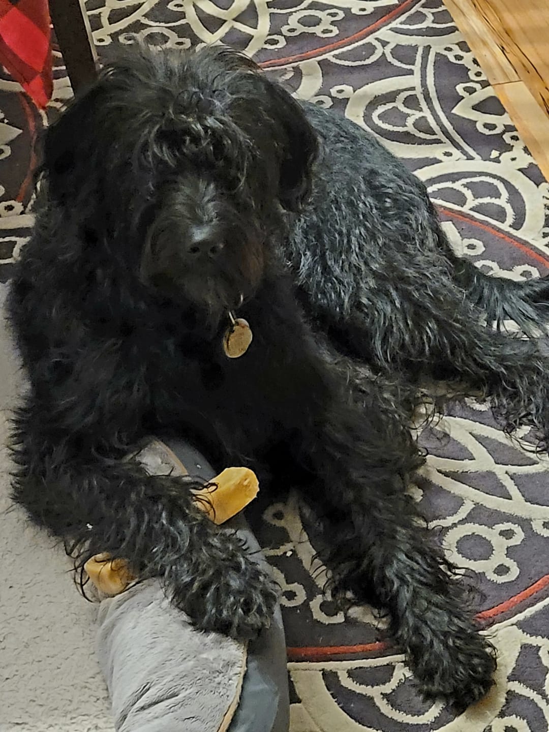 Customer photo review of Himalayan Yak Chew (EXTRA LARGE)