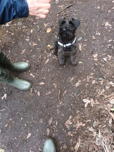 Customer photo review of Black Friday Walking Set