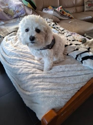 Customer photo review of Black Friday Walking Set