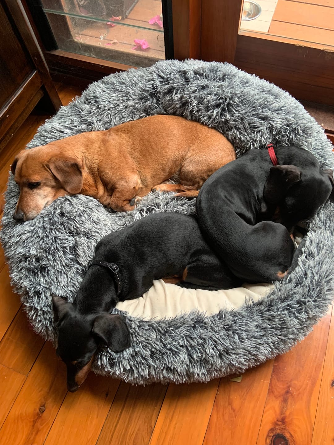 Customer photo review of Pet Cave Dog Bed - Removable Cover
