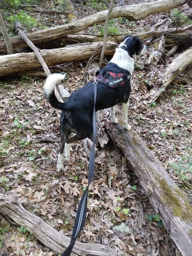 Customer photo review of Black Friday Walking Set