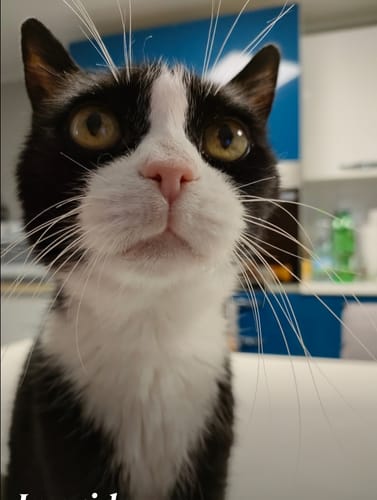 Maurizia M. review of Diffusore Calmante per Gatti image 1 out of 1