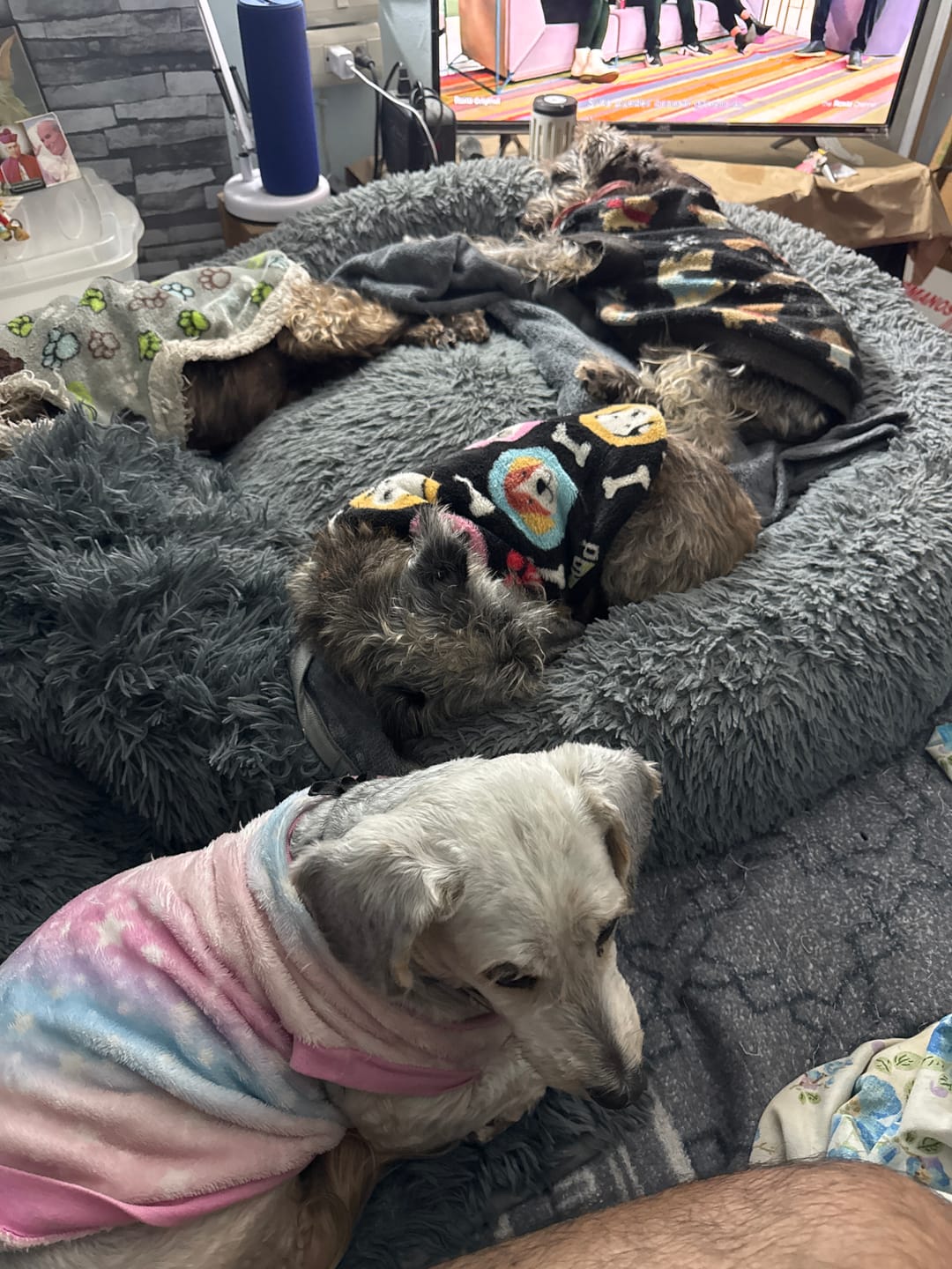 Customer photo review of Cobija Impermeable para Perros