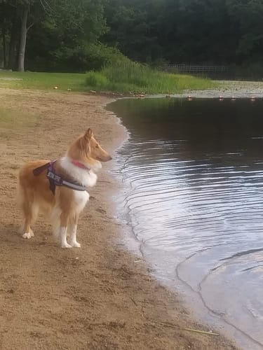 Customer photo review of Black Friday Walking Set