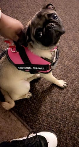 Customer photo review of Black Friday Walking Set