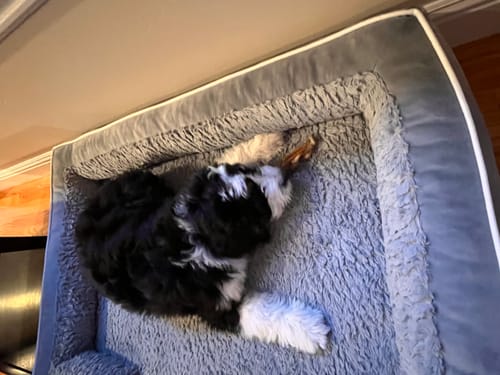 Customer photo review of Braided Beef Tripe Sticks