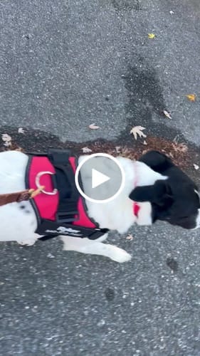 Customer photo review of Black Friday Walking Set